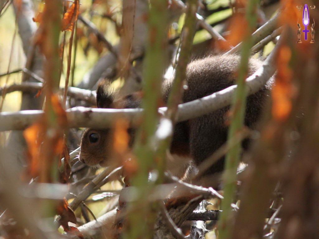 Croix de Lumière, Photo de la Série F No 103 