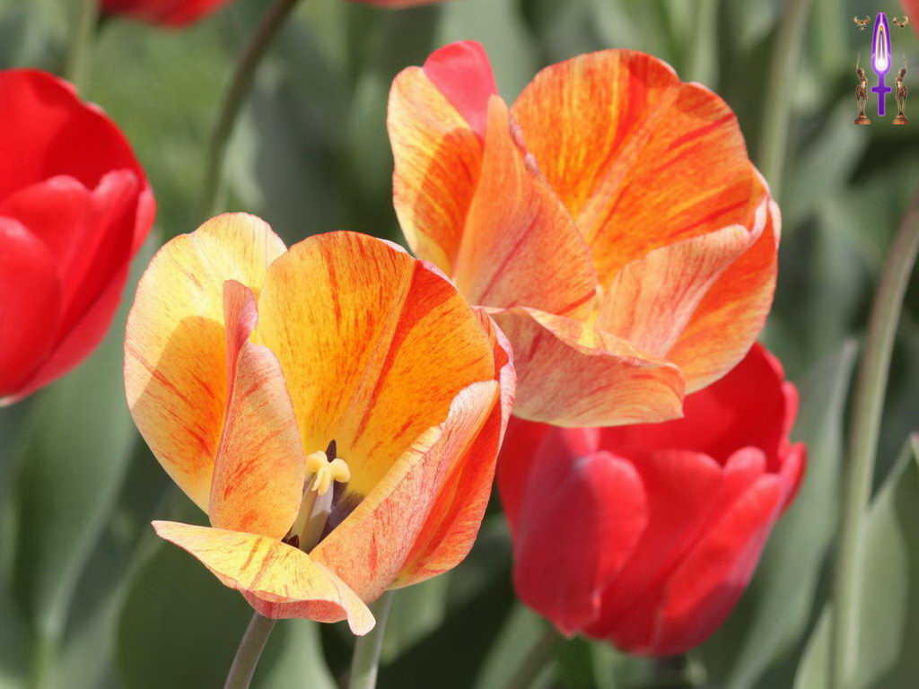 Croix de Lumière, Photo de la Série F No 105 