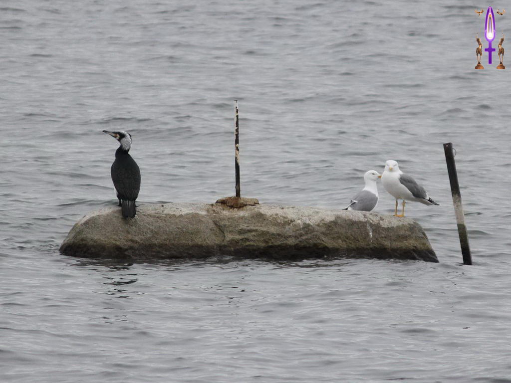 Croix de Lumière, Photo de la Série F No 106 