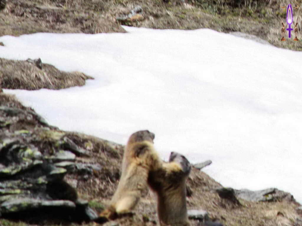 Croix de Lumière, Photo de la Série F No 107 