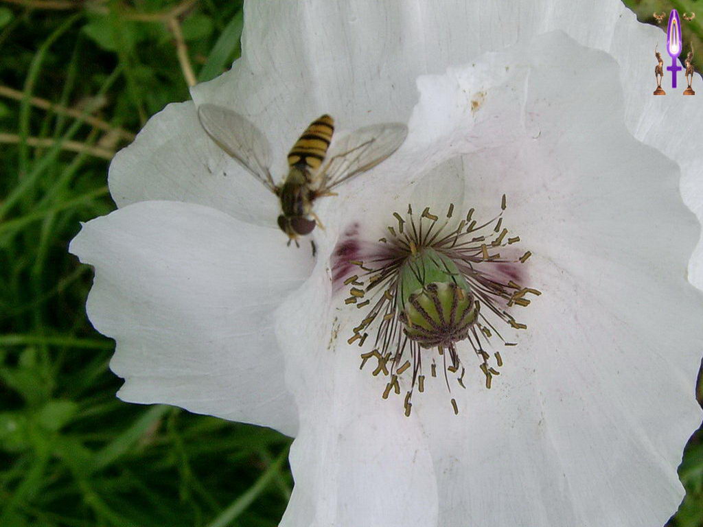 Croix de Lumière, Photo de la Série F No 108 