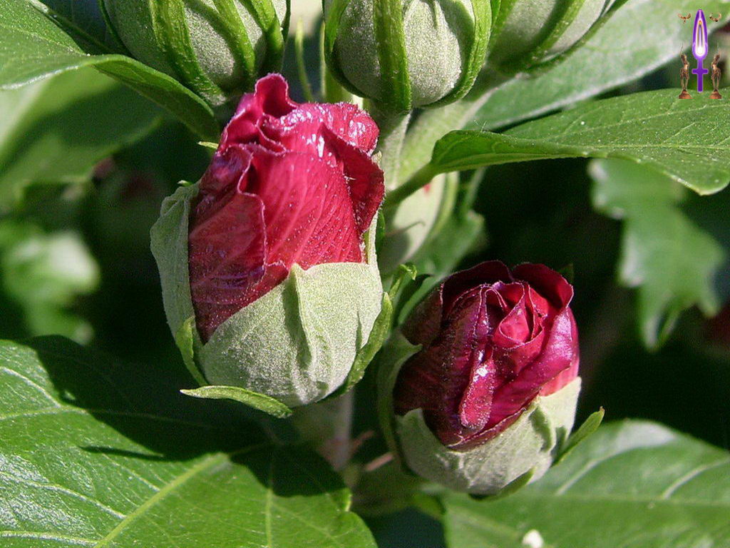 Croix de Lumière, Photo de la Série G No 2 