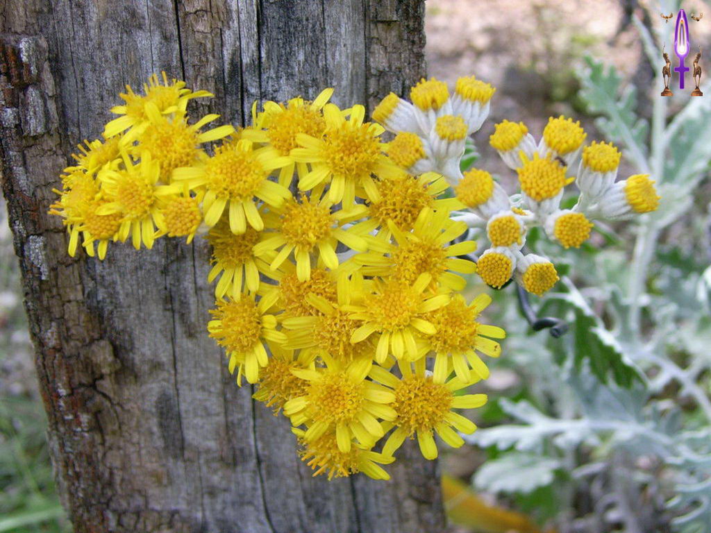 Croix de Lumière, Photo de la Série G No 3 