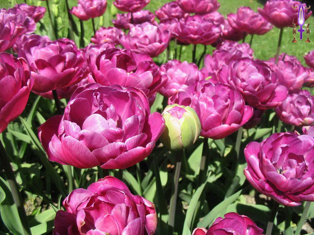 Croix de Lumière, Photo de la Série G No 4 