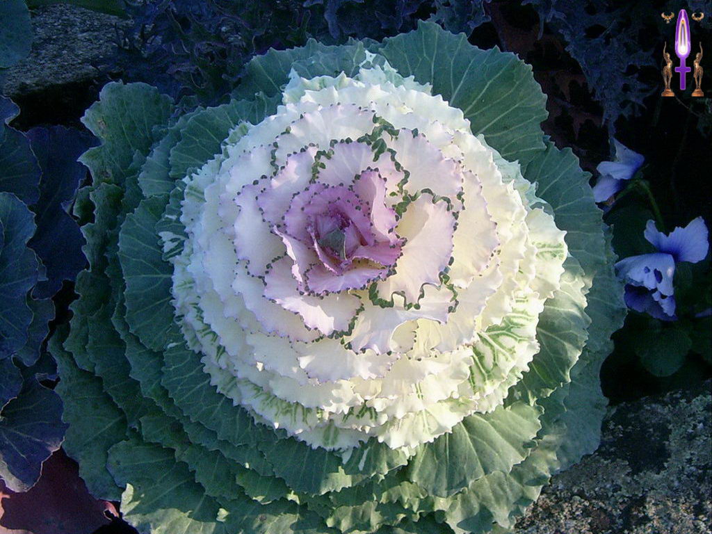 Croix de Lumière, Photo de la Série G No 5 