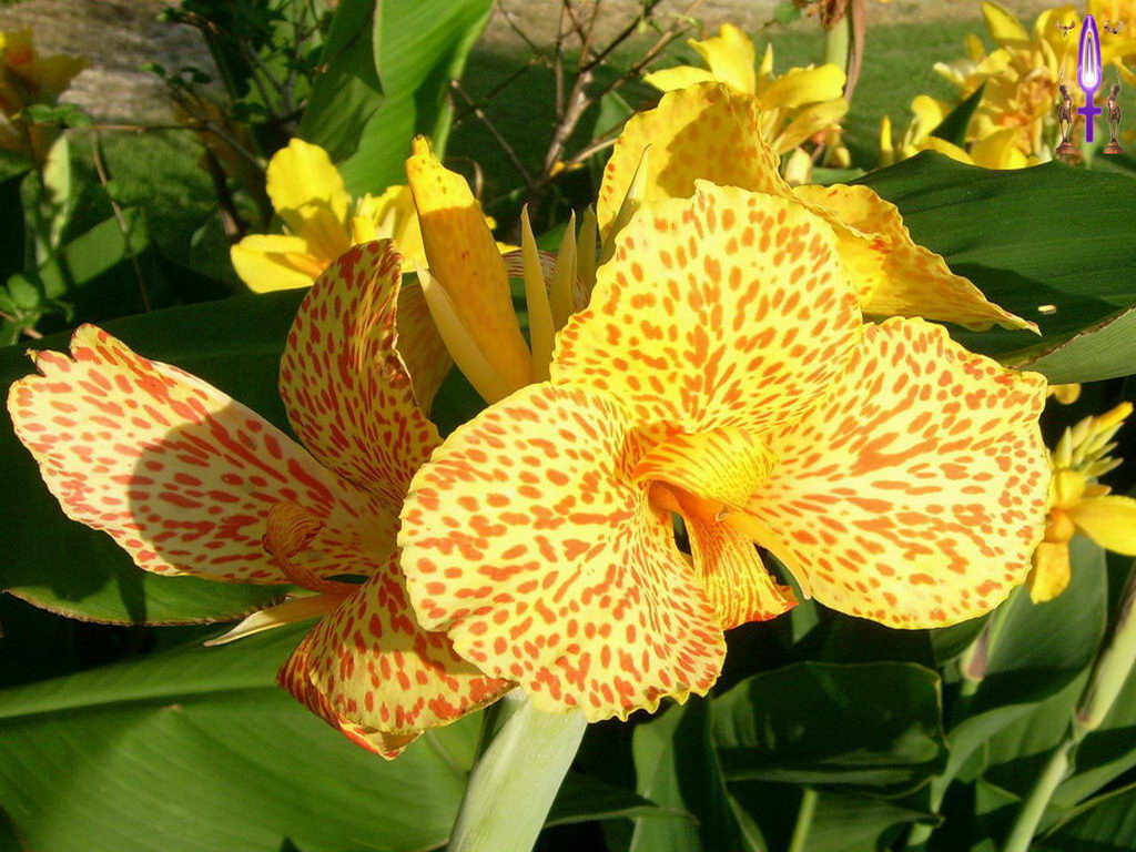 Croix de Lumière, Photo de la Série G No 9 