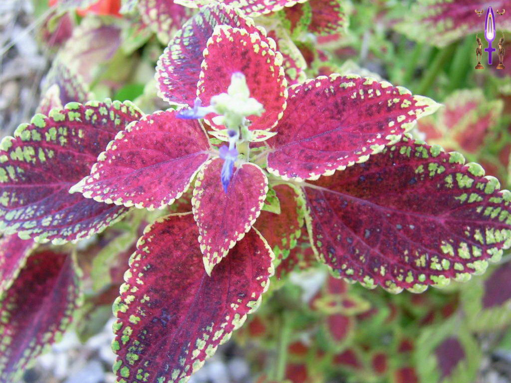 Croix de Lumière, Photo de la Série G No 11 