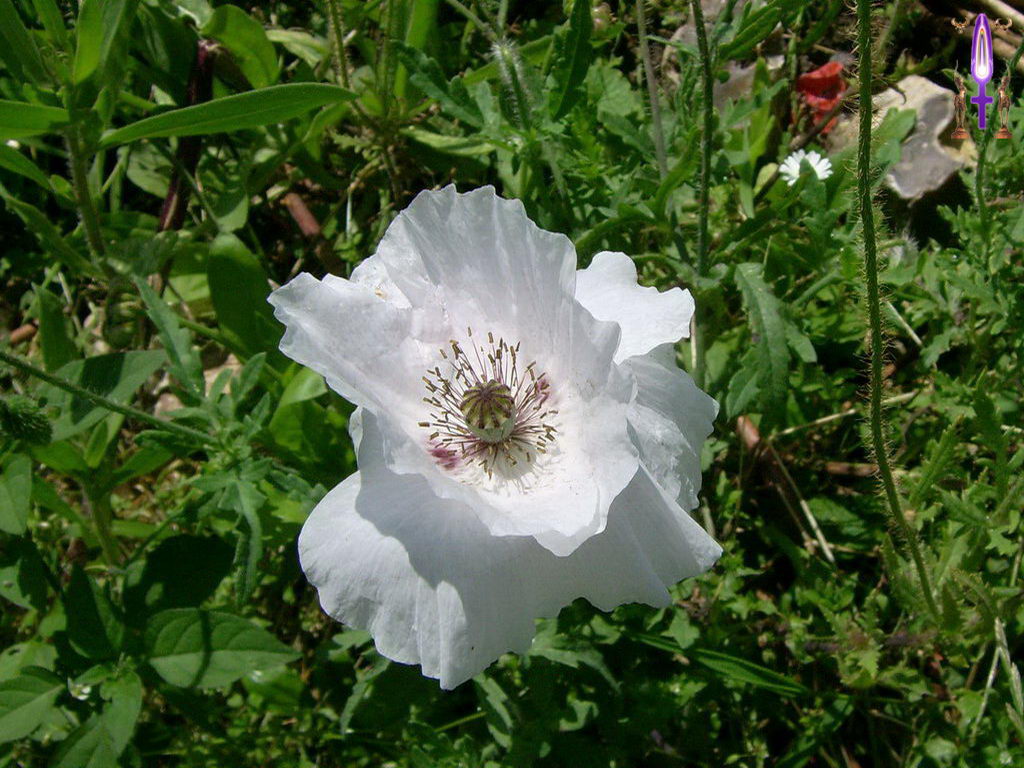 Croix de Lumière, Photo de la Série G No 17 