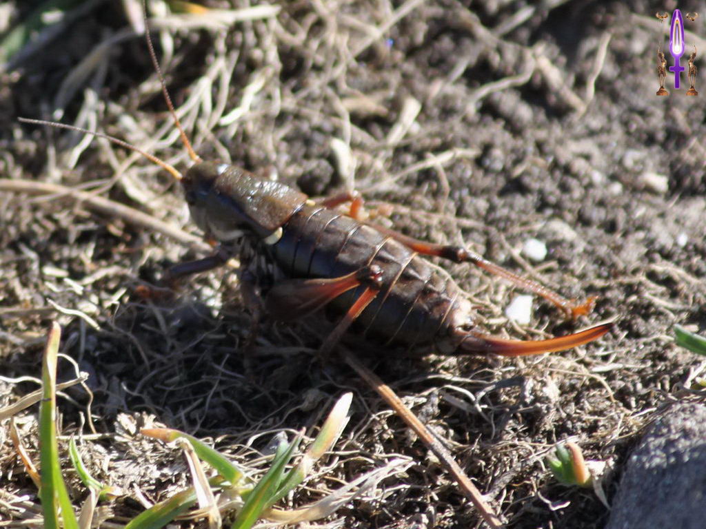 Croix de Lumière, Photo de la Série G No 27 