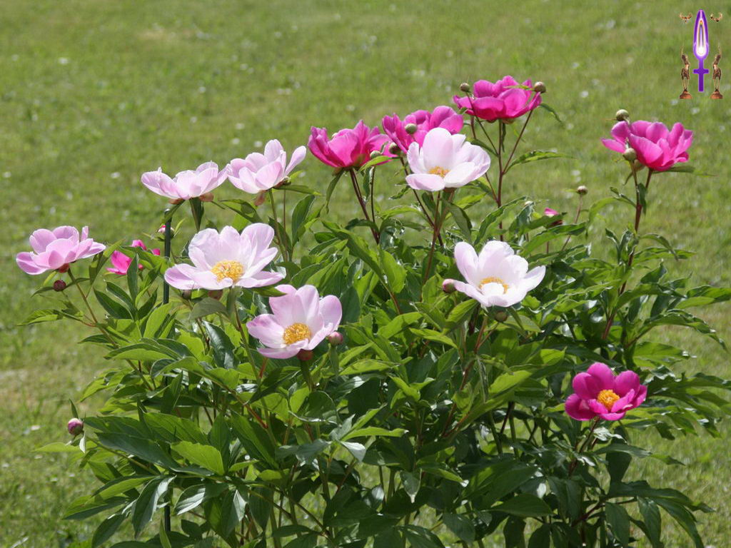 Croix de Lumière, Photo de la Série G No 33 