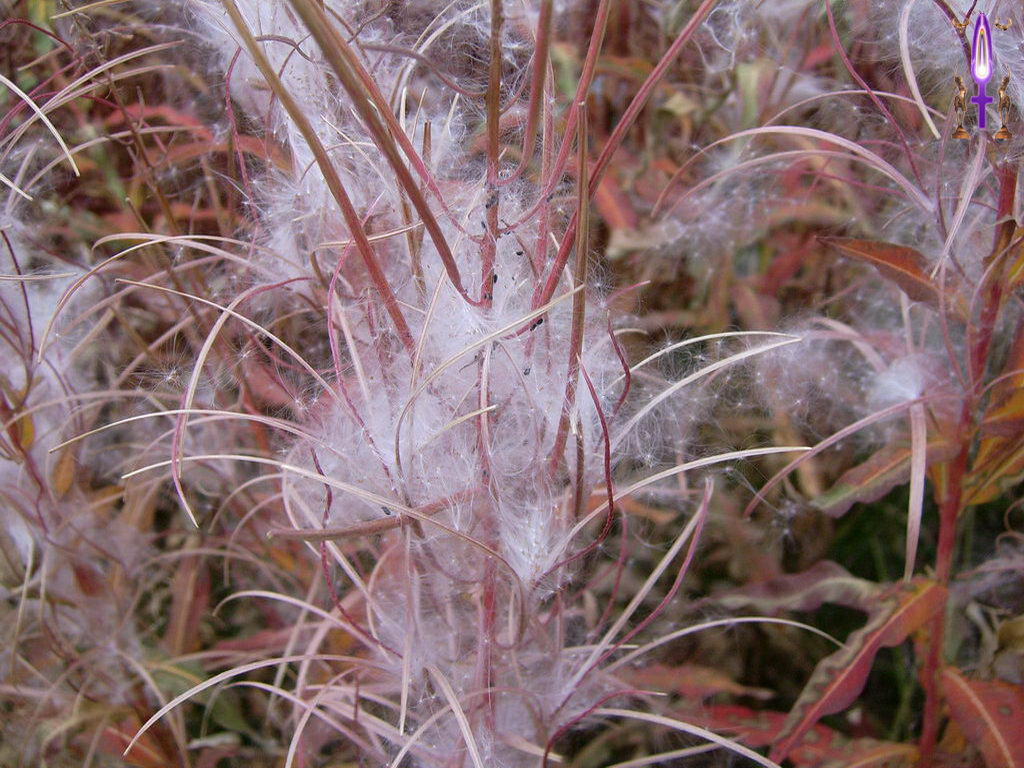 Croix de Lumière, Photo de la Série G No 35 