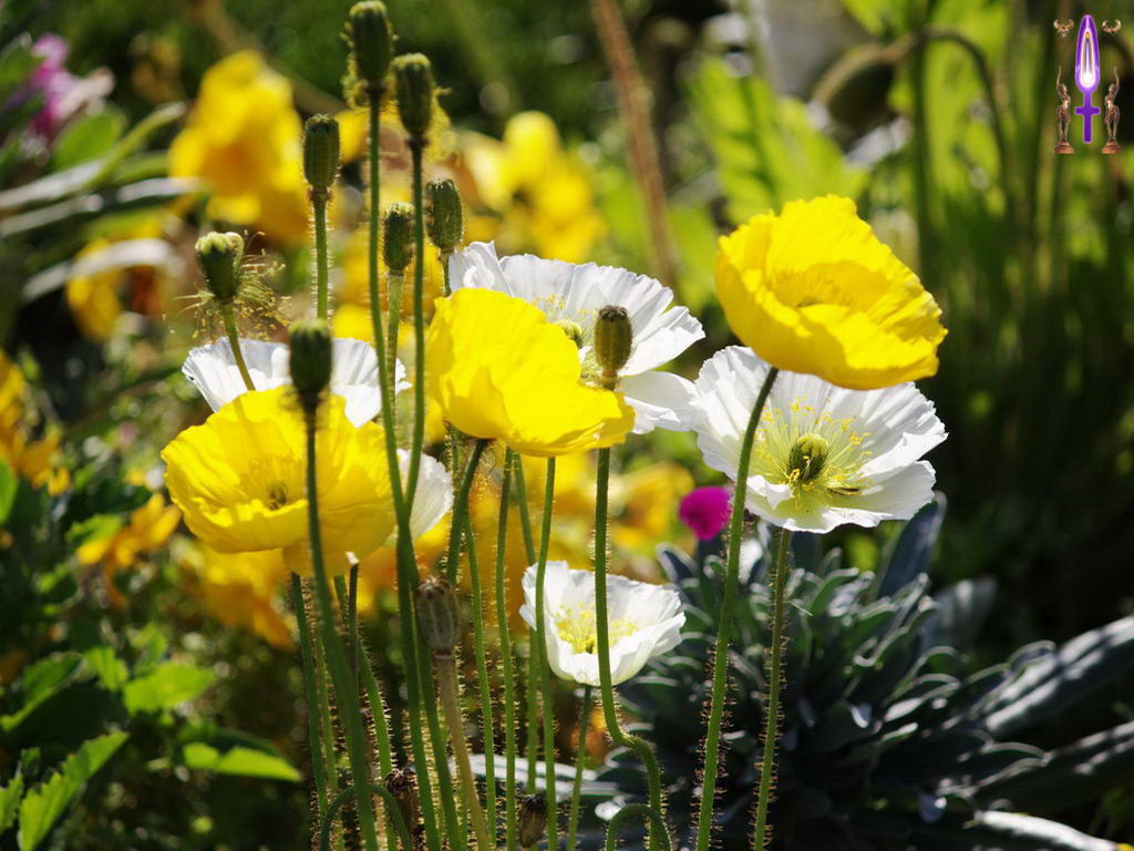 Croix de Lumière, Photo de la Série G No 37 