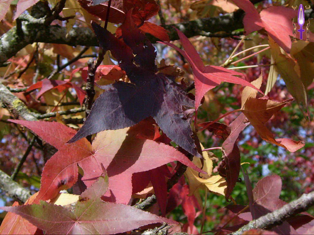 Croix de Lumière, Photo de la Série G No 39 