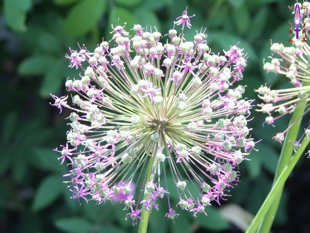 Croix de Lumière, Photo de la Série G No 40 