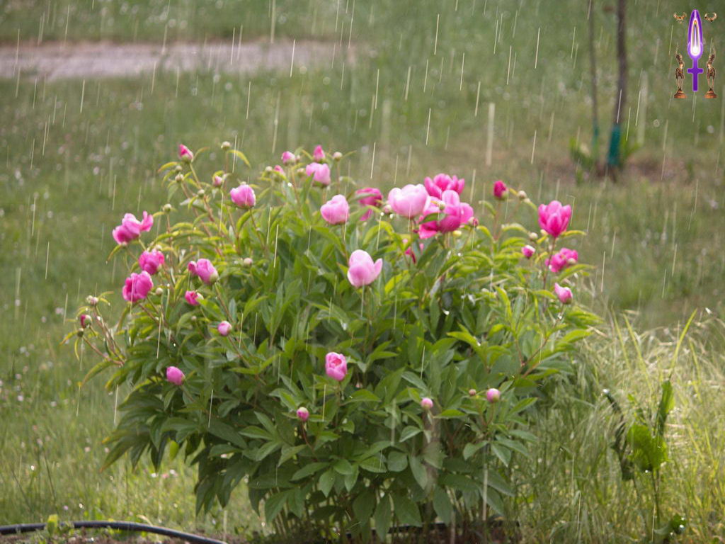 Croix de Lumière, Photo de la Série G No 45 