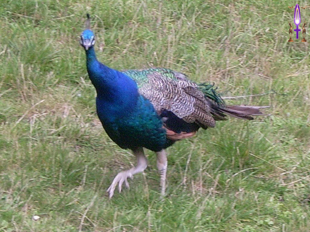 Croix de Lumière, Photo de la Série G No 46 