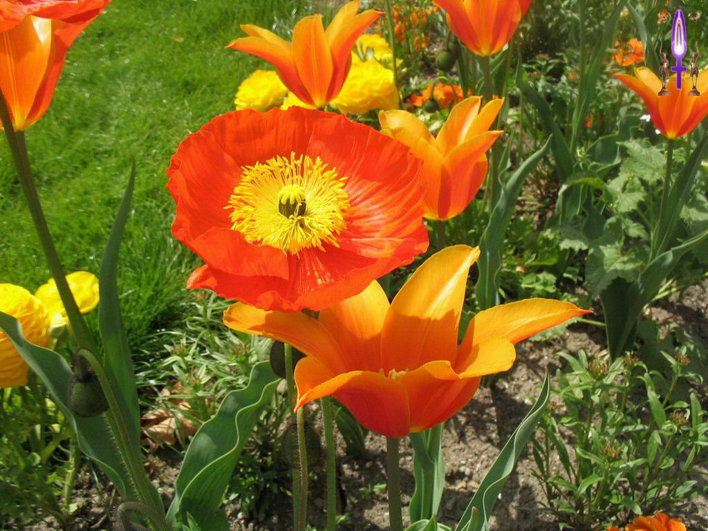 Croix de Lumière, Photo de la Série G No 52 