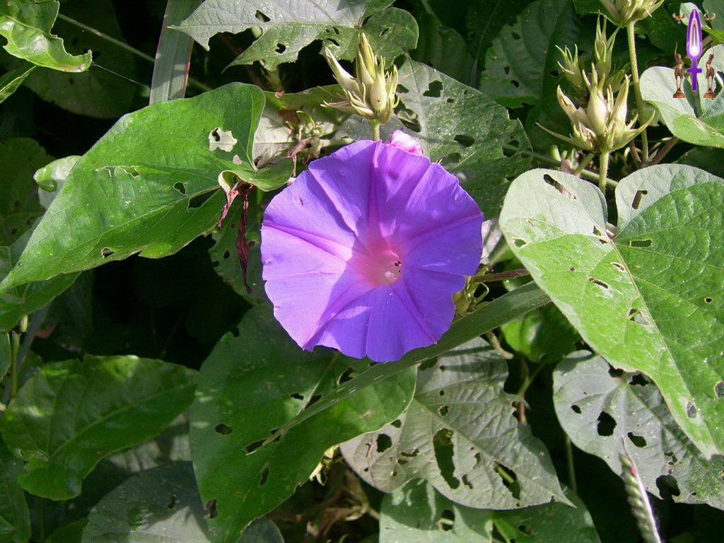Croix de Lumière, Photo de la Série G No 56 