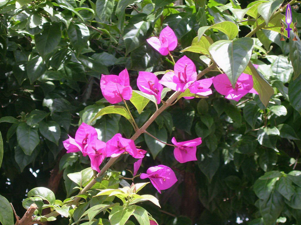 Croix de Lumière, Photo de la Série G No 63 