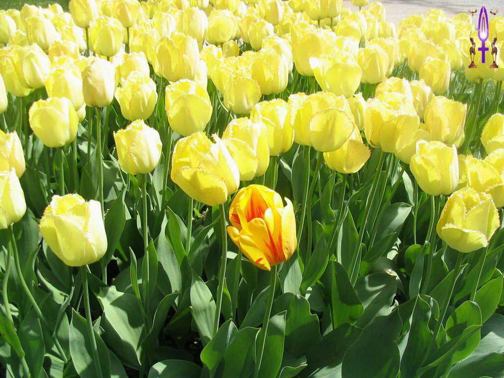 Croix de Lumière, Photo de la Série G No 68 