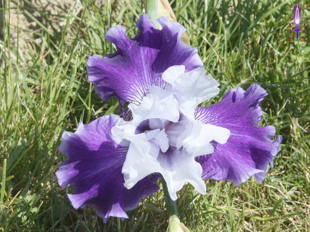 Cliquez sur la Photo pour quitter le Diaporama et Ouvrir la Photo correspondante...