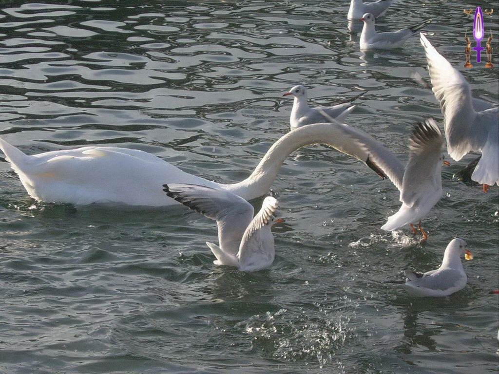 Croix de Lumière, Photo de la Série G No 71 