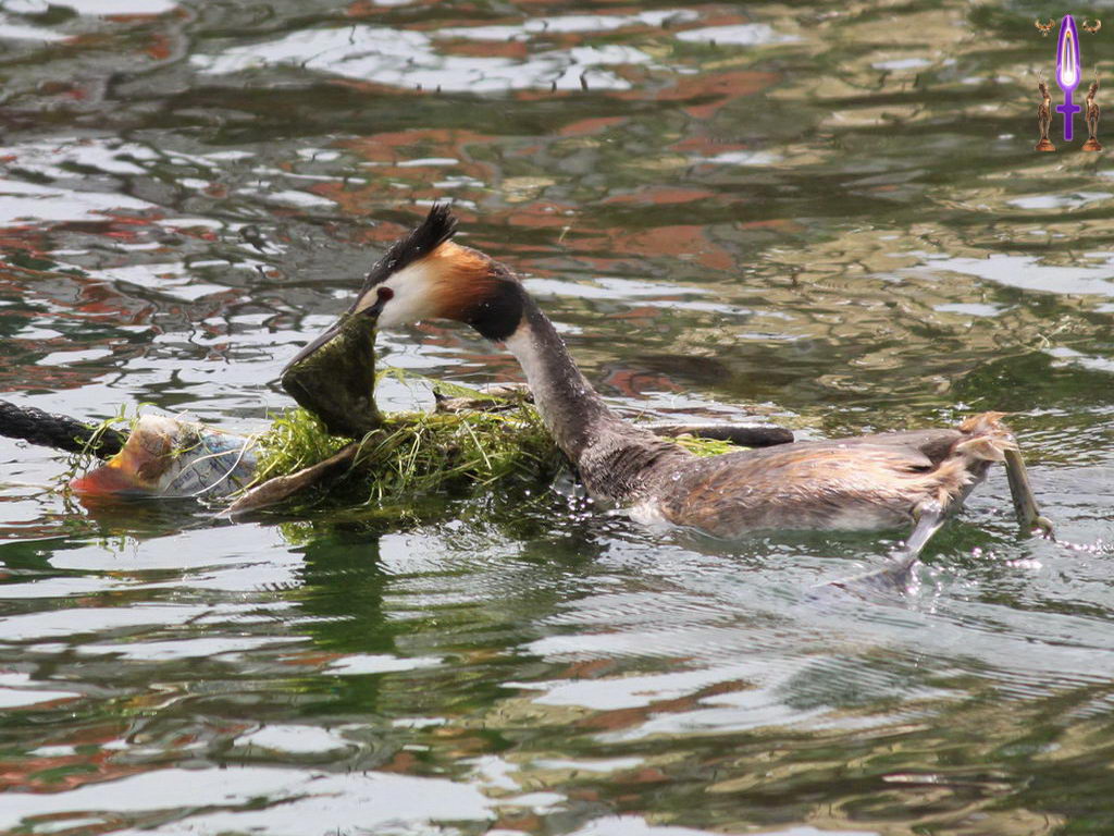 Croix de Lumière, Photo de la Série G No 72 