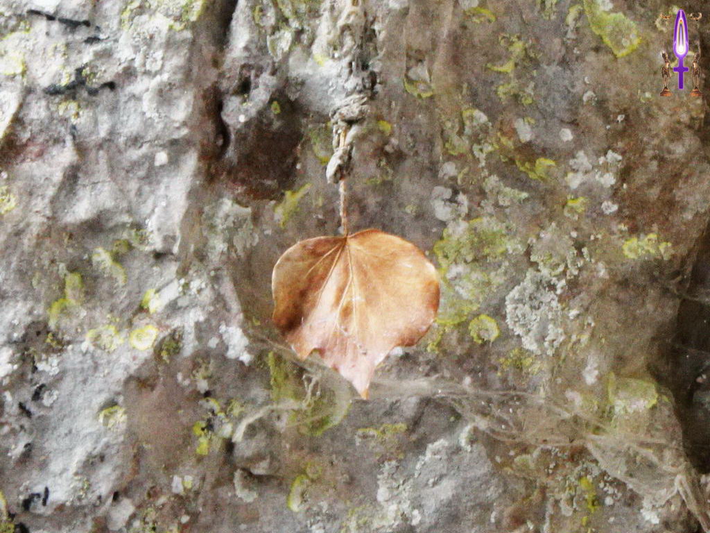 Croix de Lumière, Photo de la Série G No 74 