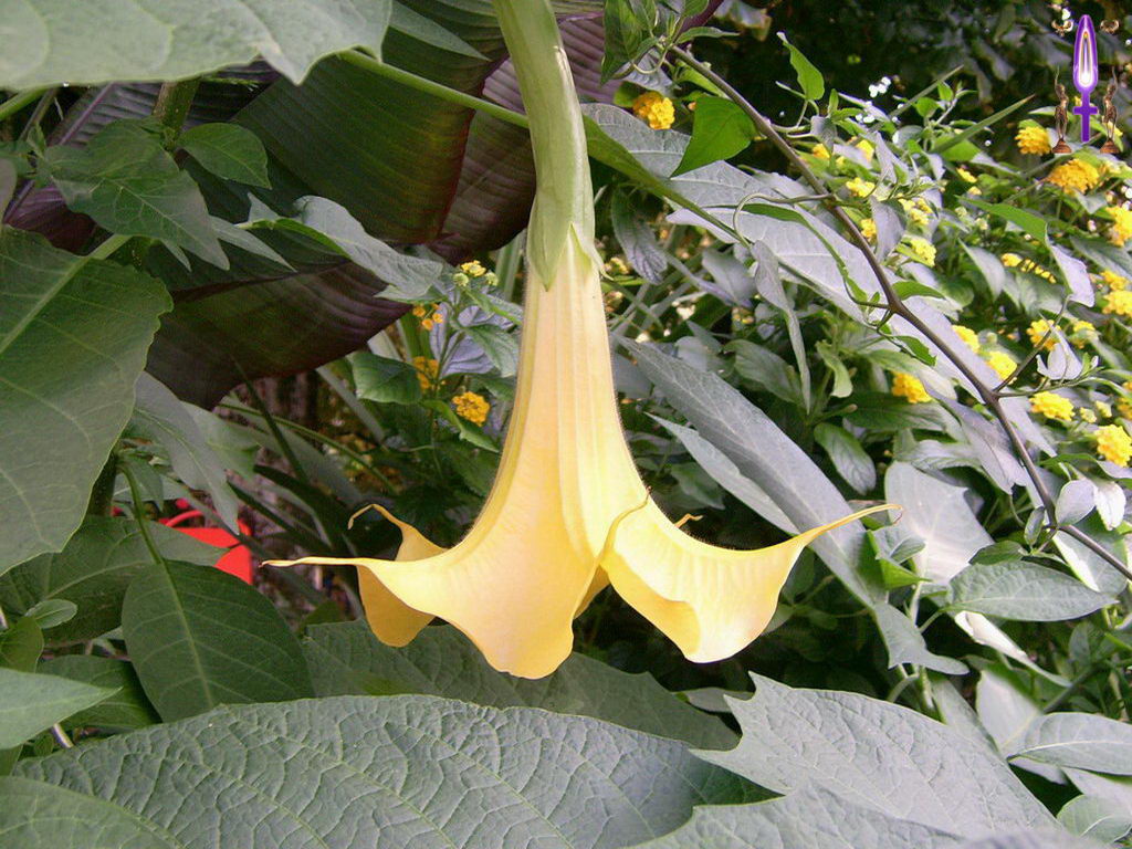 Croix de Lumière, Photo de la Série G No 77 