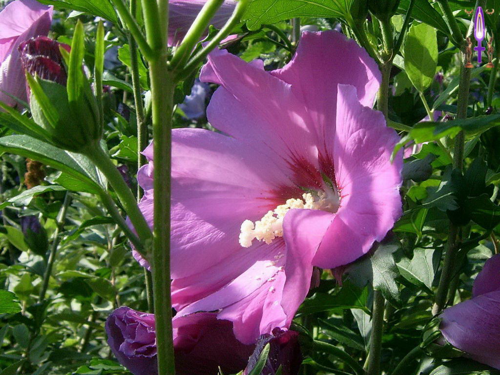 Croix de Lumière, Photo de la Série G No 010 