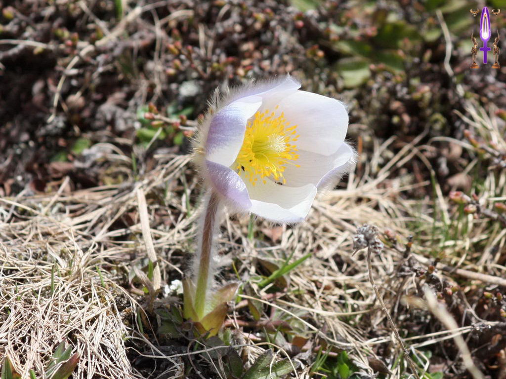 Croix de Lumière, Photo de la Série G No 81 