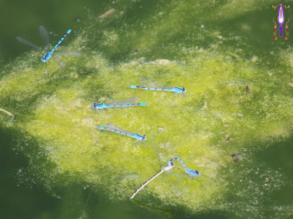 Croix de Lumière, Photo de la Série G No 88 