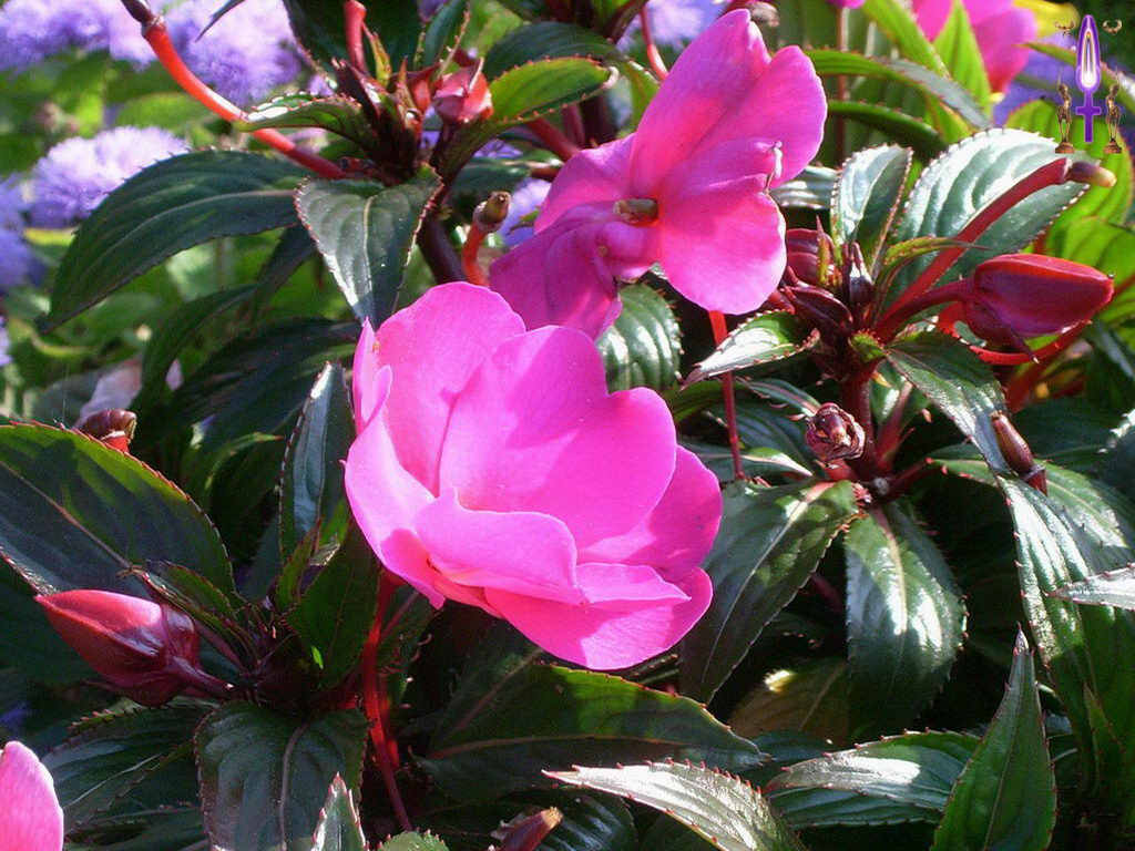 Croix de Lumière, Photo de la Série G No 89 