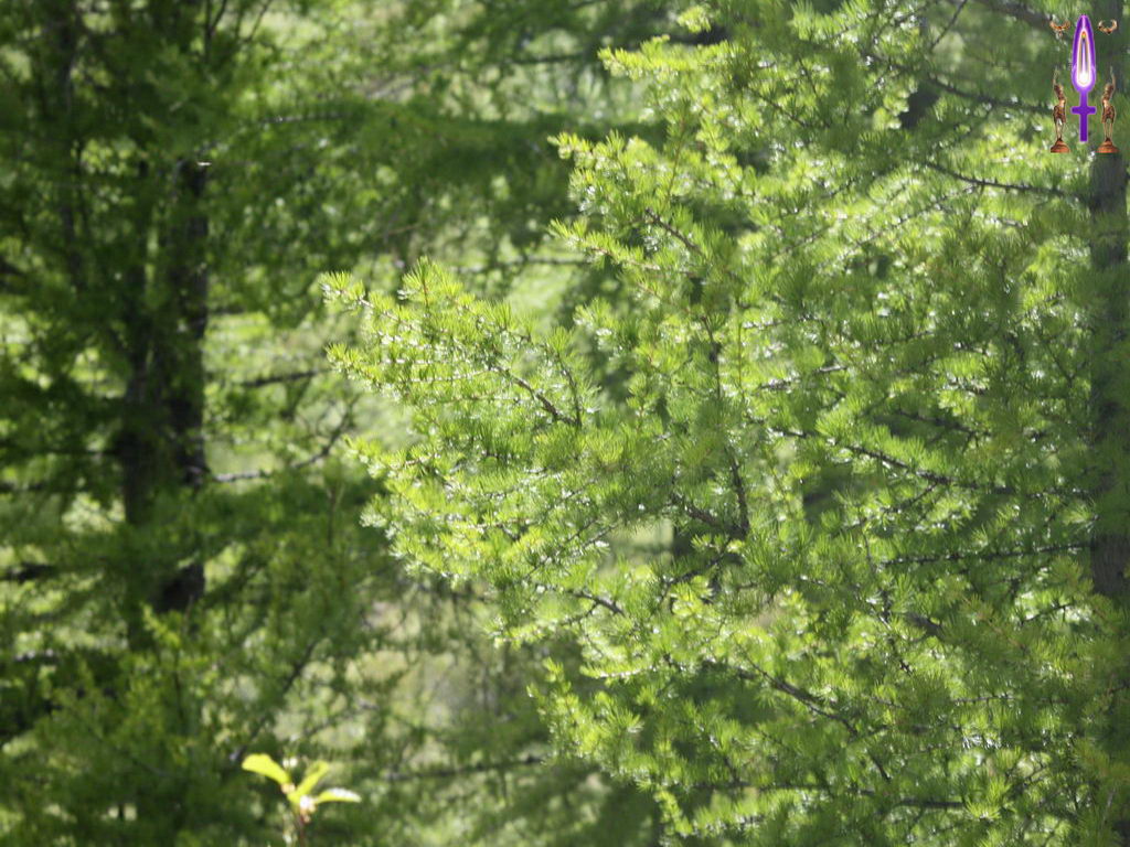 Croix de Lumière, Photo de la Série G No 090 