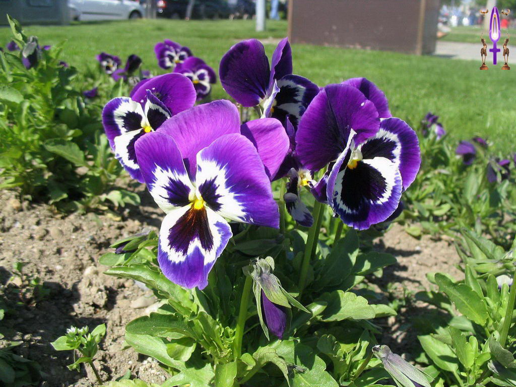 Croix de Lumière, Photo de la Série G No 91 