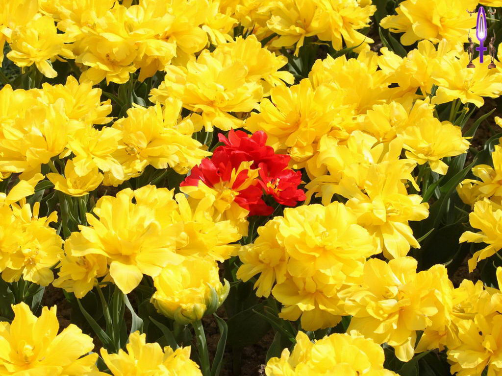 Cliquez sur la Photo pour quitter le Diaporama et Ouvrir la Photo correspondante...