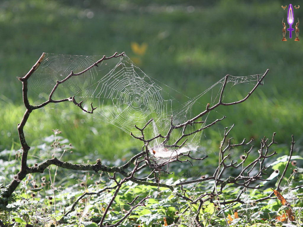 Croix de Lumière, Photo de la Série G No 98 