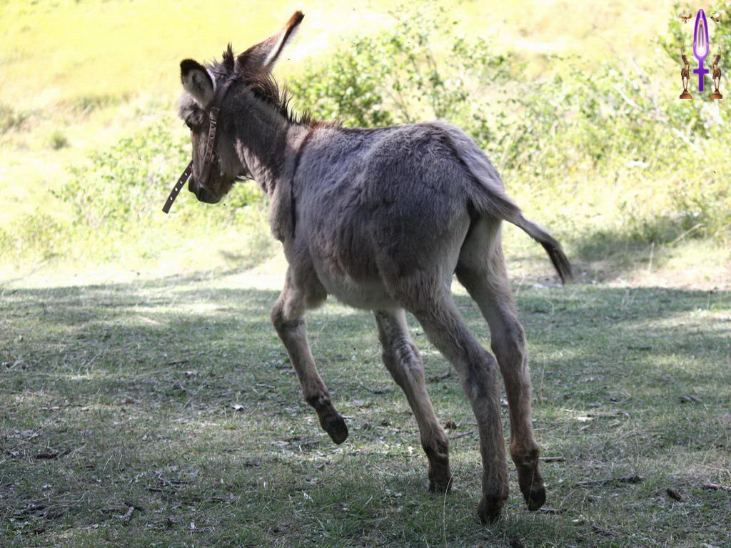 Croix de Lumière, Photo de la Série G No 101 