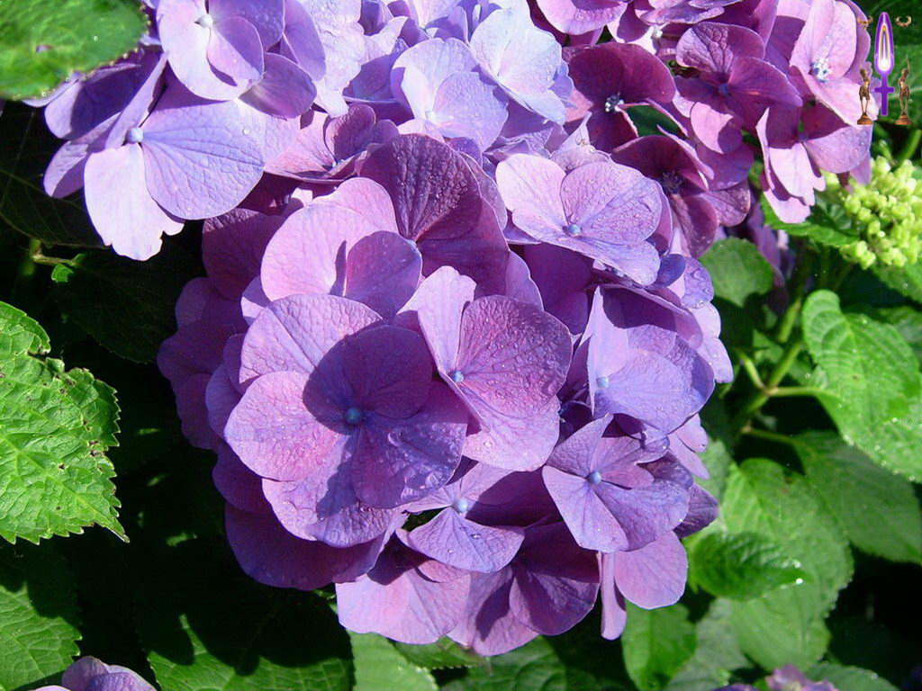 Croix de Lumière, Photo de la Série G No 104 