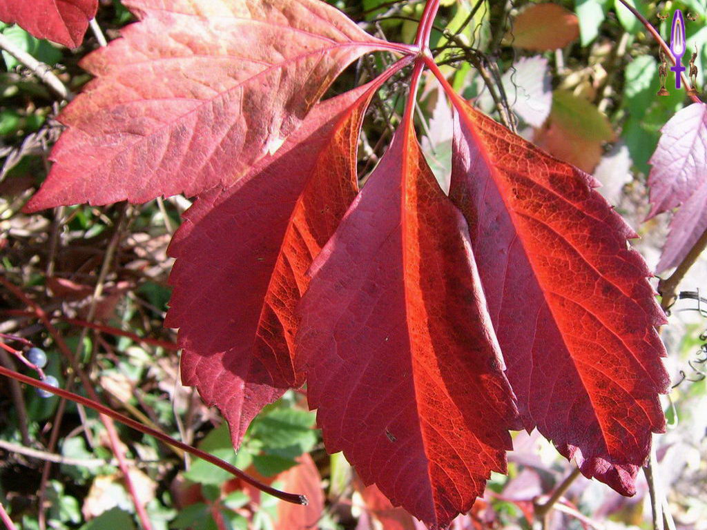 Croix de Lumière, Photo de la Série G No 106 