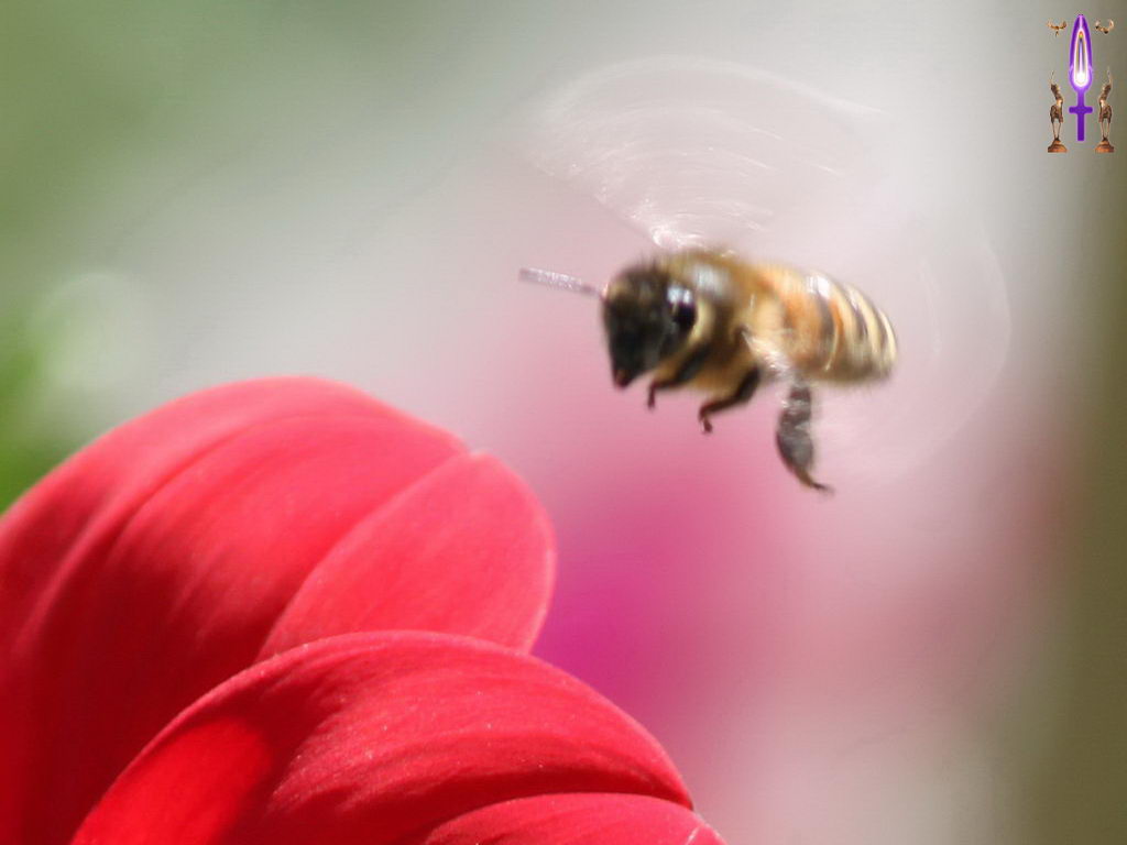 Croix de Lumière, Photo de la Série H No 1 