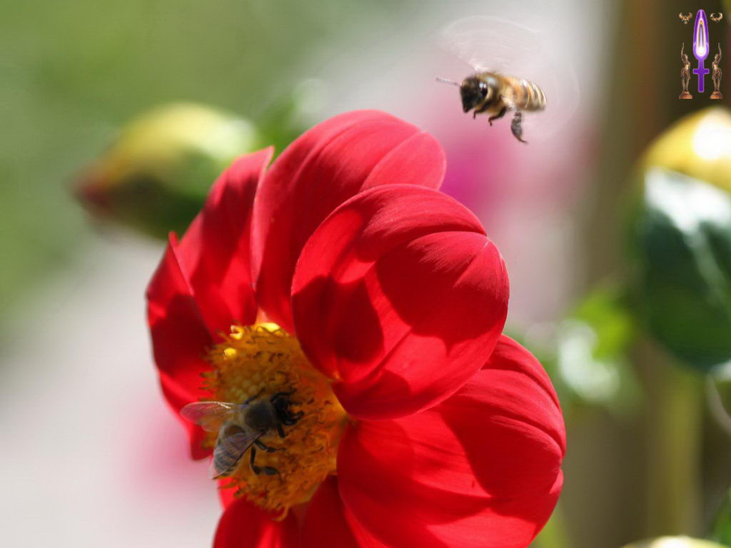 Croix de Lumière, Photo de la Série H No 2 