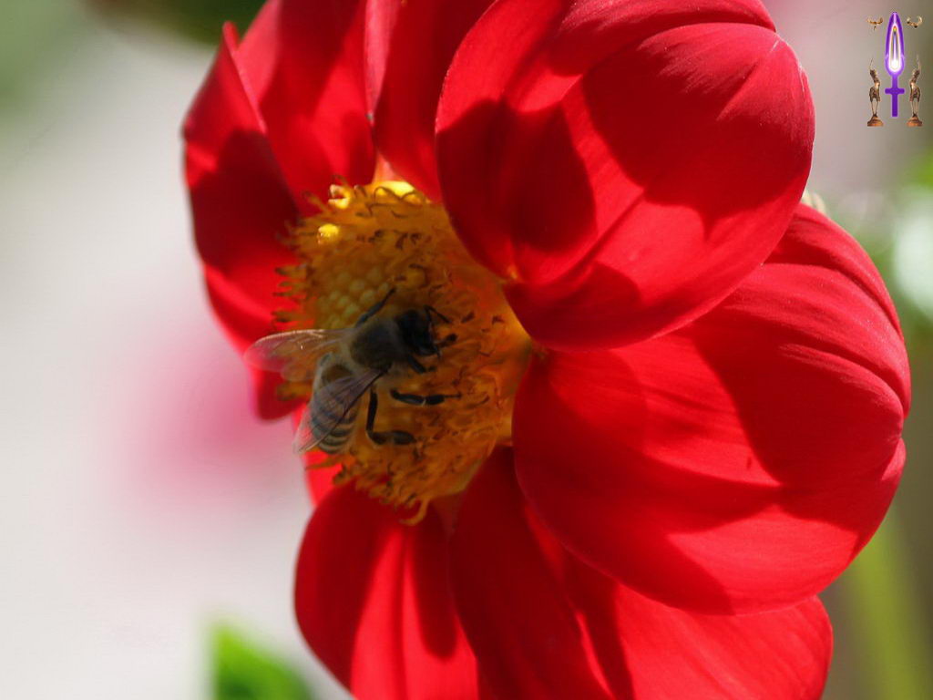 Croix de Lumière, Photo de la Série H No 3 