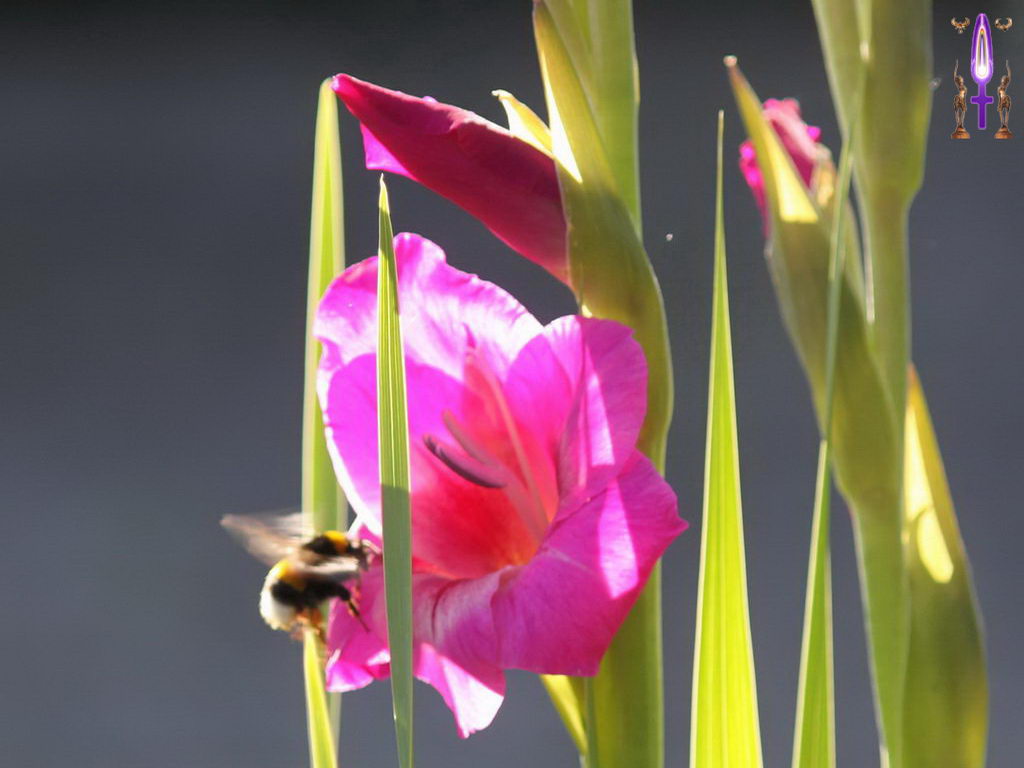 Croix de Lumière, Photo de la Série H No 4 