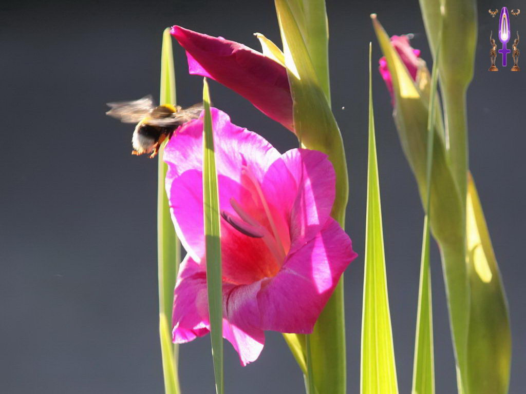 Croix de Lumière, Photo de la Série H No 5 
