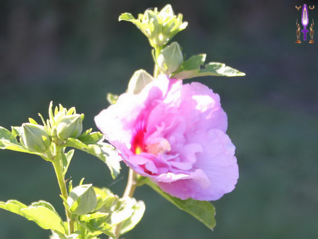 Croix de Lumière, Photo de la Série H No 6 