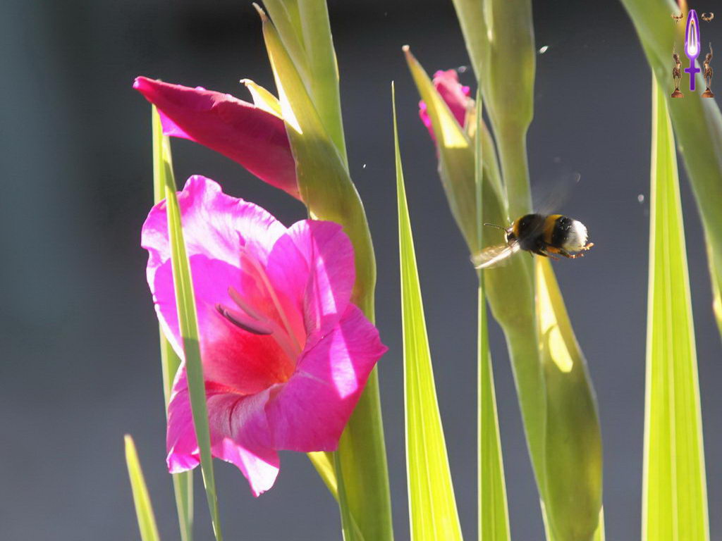 Croix de Lumière, Photo de la Série H No 7 