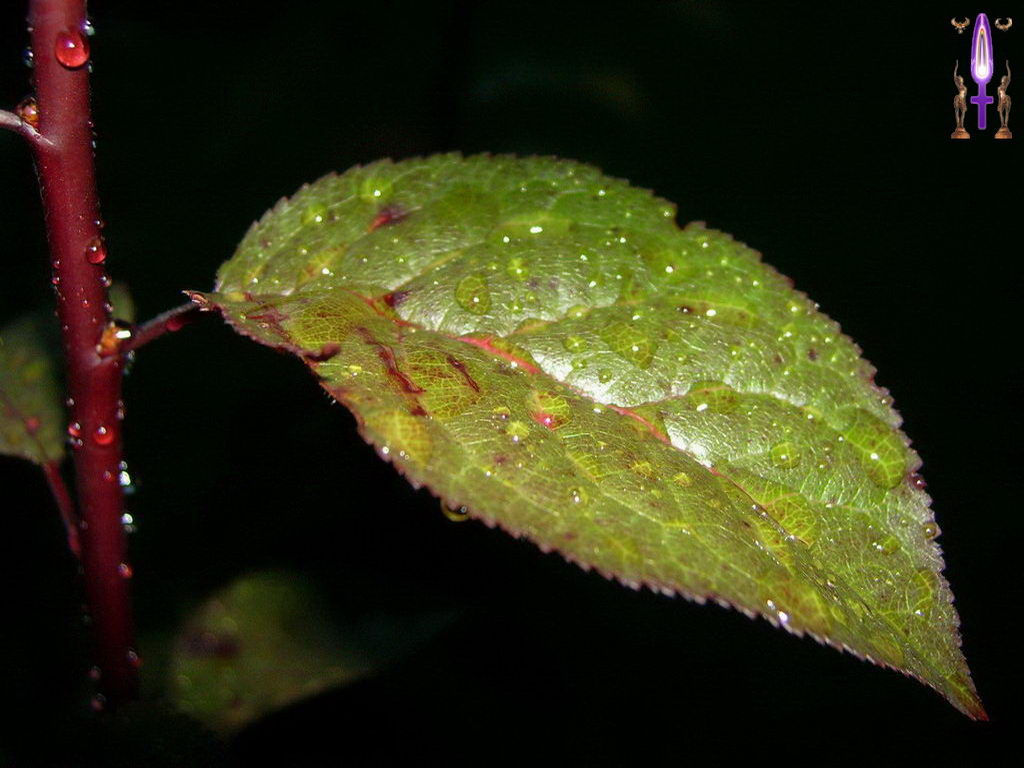 Croix de Lumière, Photo de la Série H No 8 