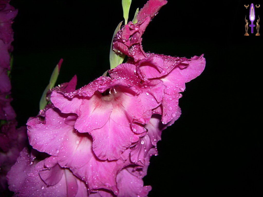 Croix de Lumière, Photo de la Série H No 9 