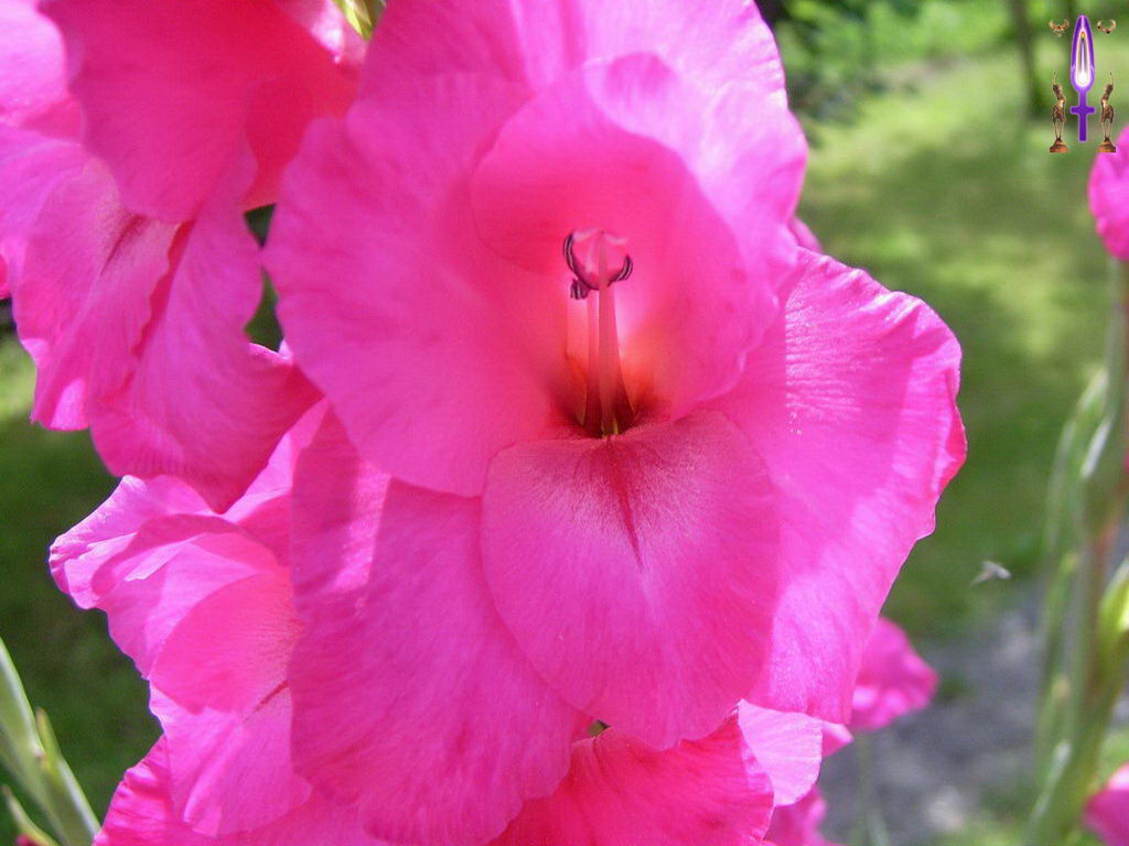 Croix de Lumière, Photo de la Série H No 010 